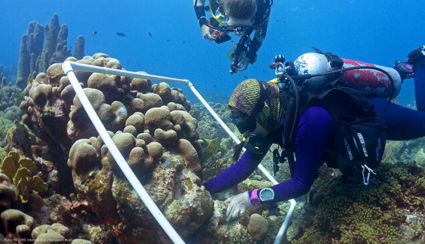 Zaai-units worden uitgezet in een koraalrif in de wateren van Curaçao