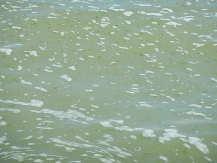 Lake Markermeer with living flakes consisting of suspended particles, bacteria and algae. Picture: Harm van der Geest.