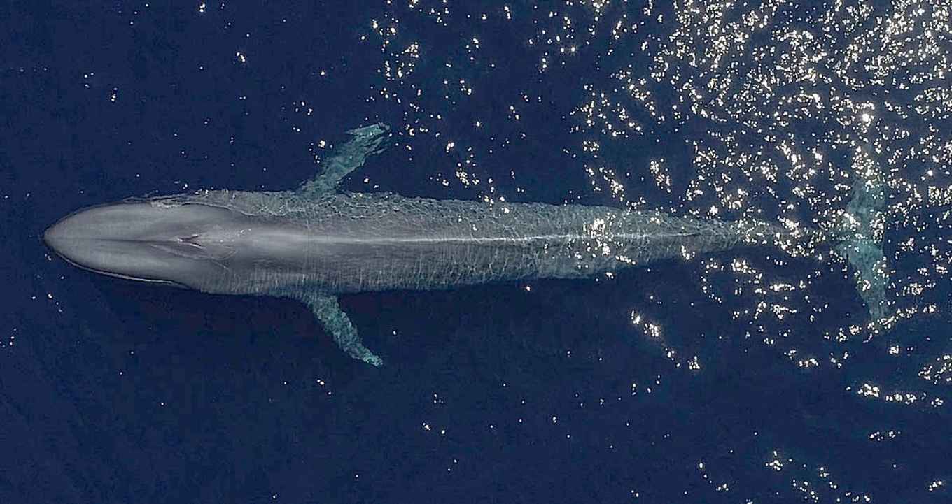 Blue whale, taken with a camera drone. This individual is 23 metres long, photographed in May 2018 at Terceira Island, the Azores