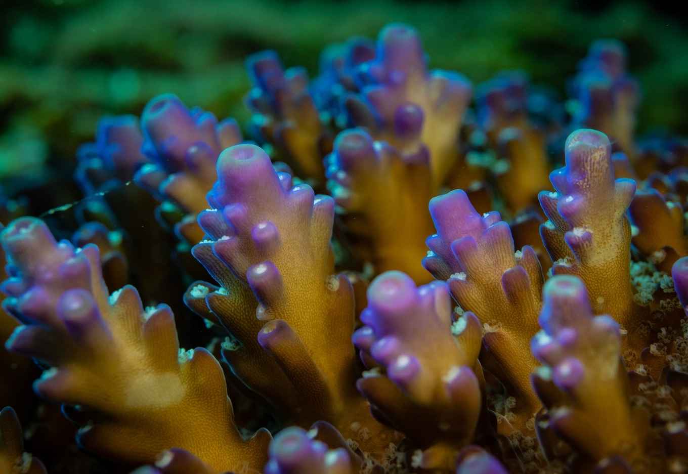 Corallicolids are found in 70 percent of corals around the world.