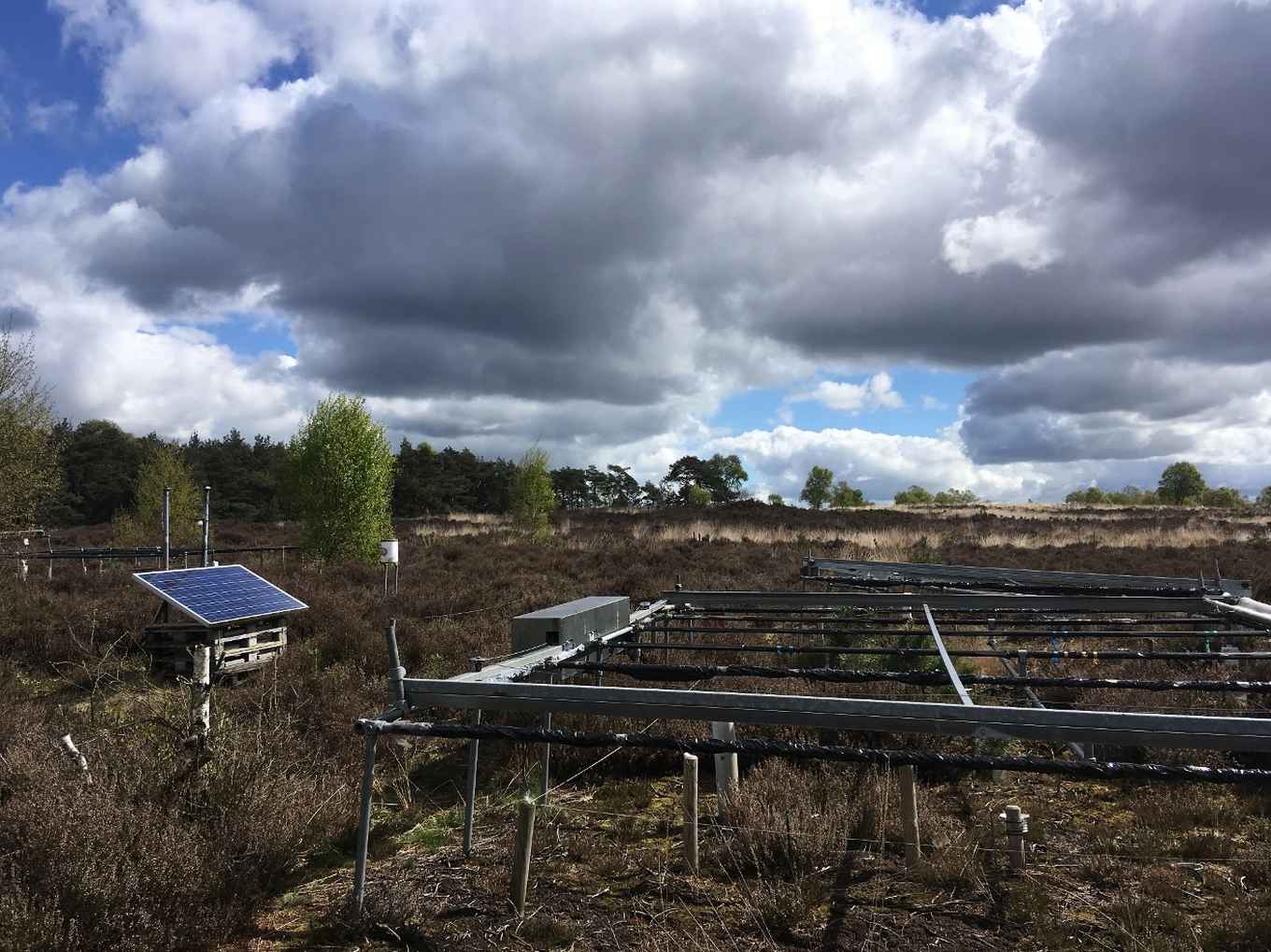 Long-term drought experiment that is running since 18 years at a heathland on the Veluwe, the Netherlands. Picture: Evy de Nijs.
