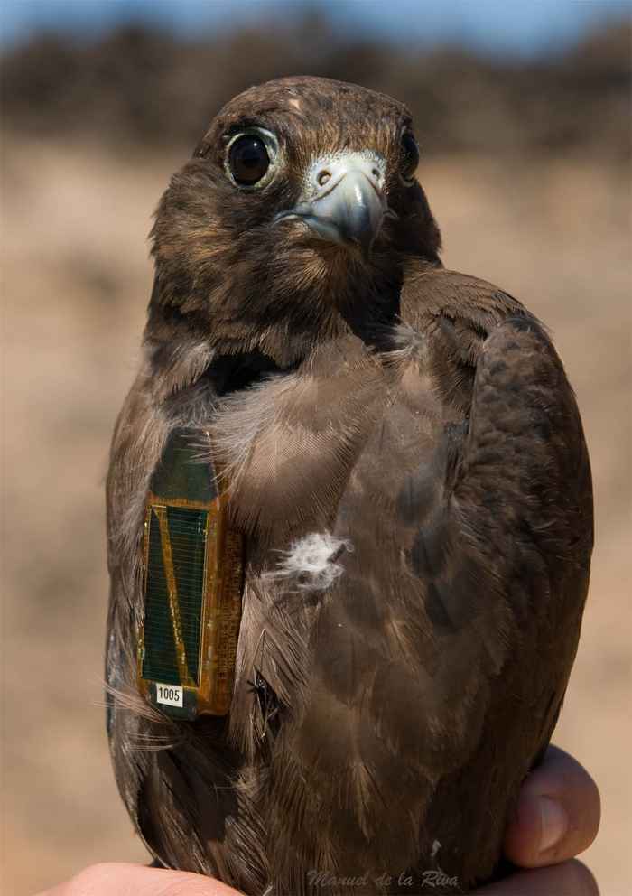 Falcon with GPS tracker (photo: Manuel de la Riva)