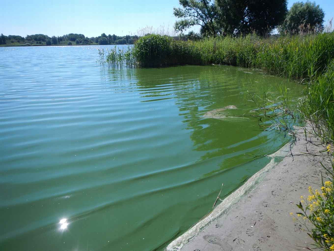 Cyanobacterial bloom in a Dutch lake