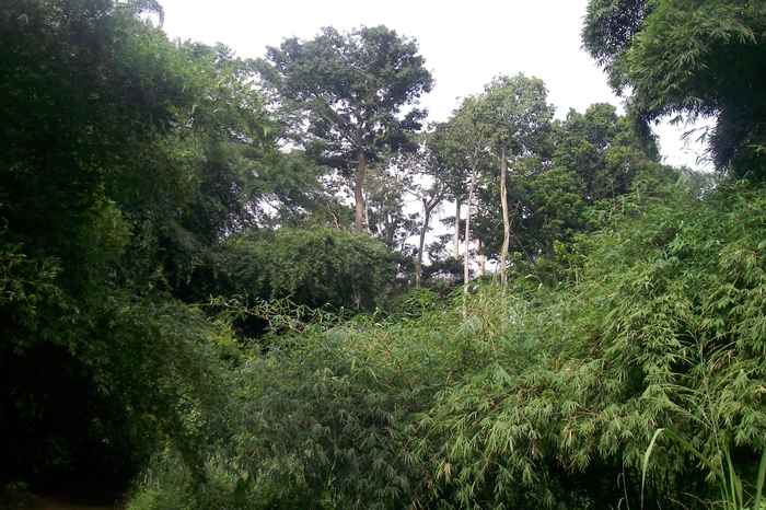 Tropical vegetation near Lake Bosumtwi in Ghana, where the sediments were collected. Image: William Gosling)