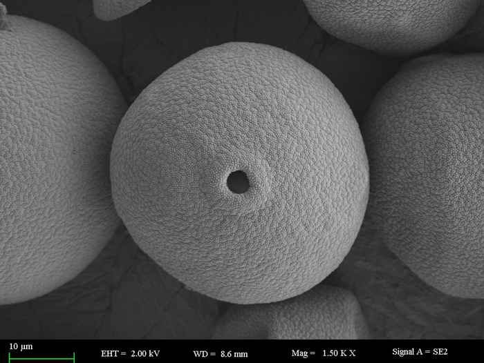 Scanning Electron Microscope image of a grass pollen grain (Poaceae Aristida sp.). Images: Caixia Wei