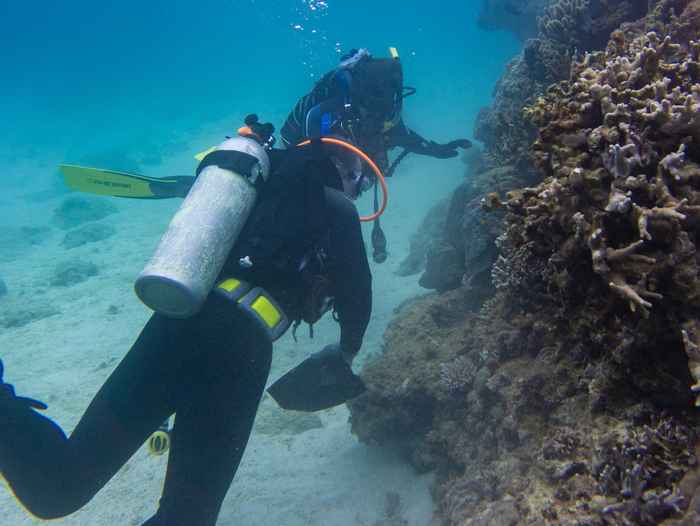 Researchers examining corals underwater
