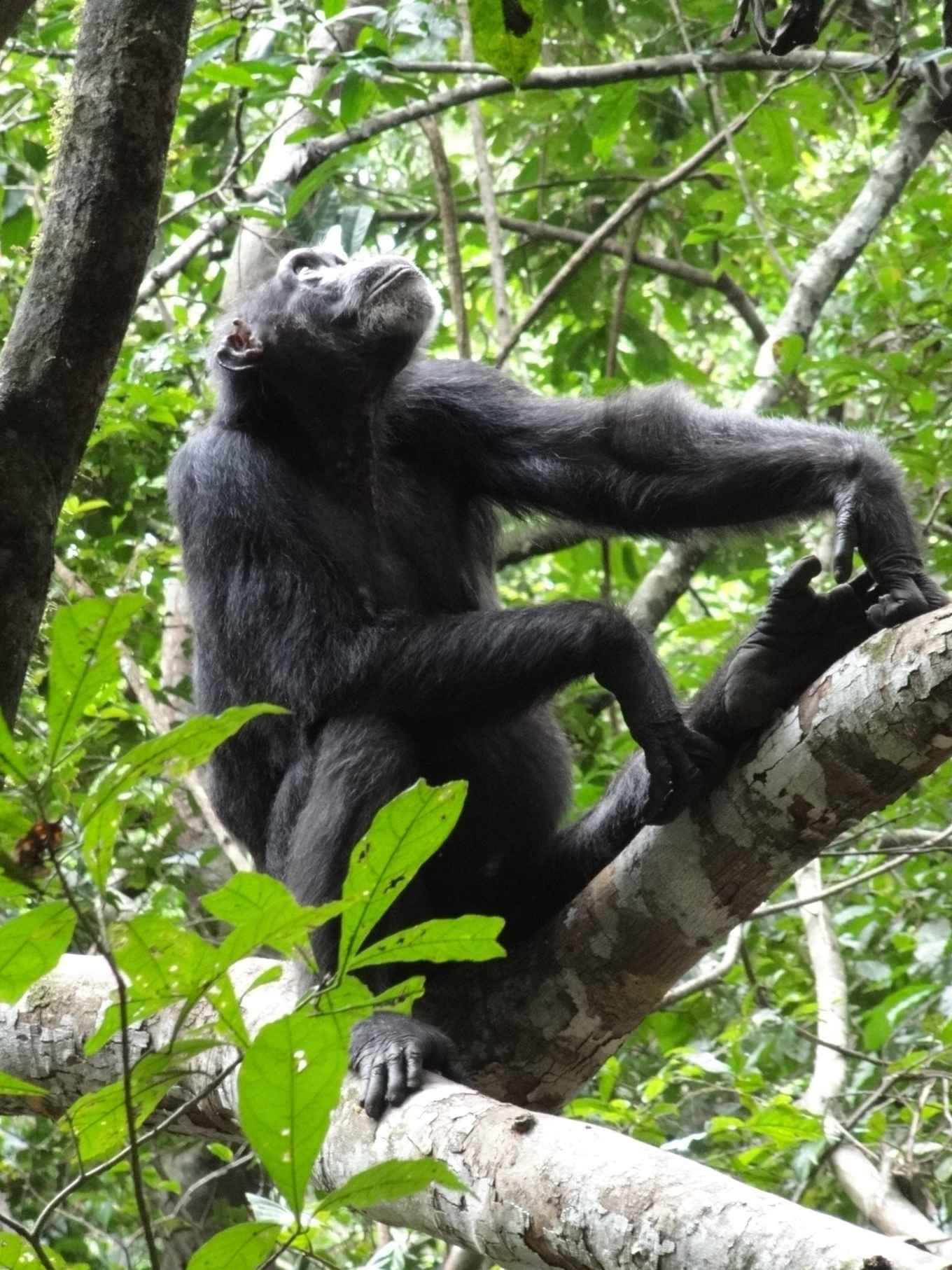 Chimpansee inspecteert een boom tijdens een voedselzoektocht in het tropische regenwoud van Tai National Park, Ivoorkust. Foto: Karline Janmaat