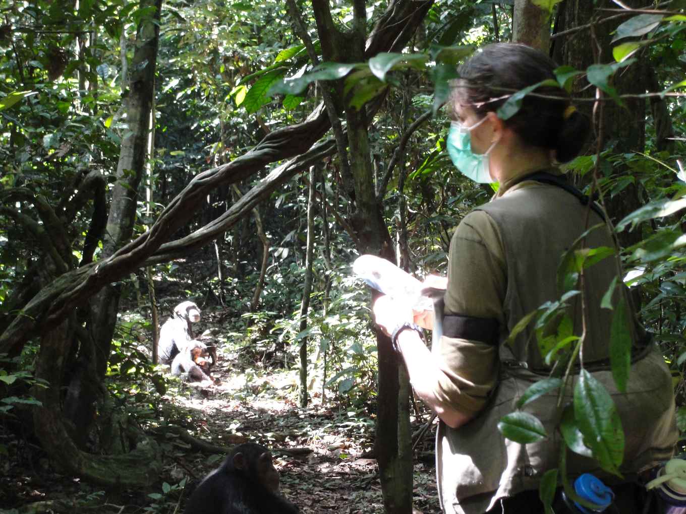Karline Janmaat collecting data on the behaviour of one chimpanzee female using a voice recorder and GPS. Picture: Ammie Kalan