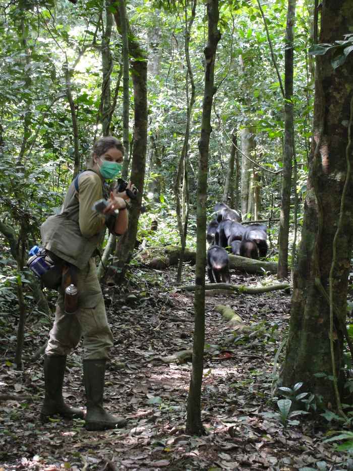 Karline Janmaat in the Tai forest searching for the target female, when the chimpanzee group was travelling on a research trail. Picture: Ammie Kalan.