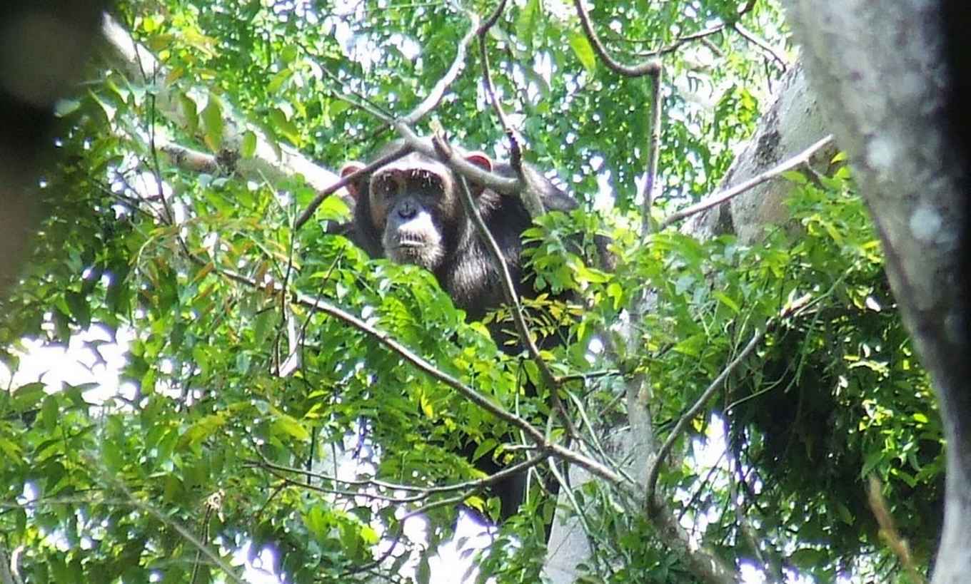 UvA-onderzoeker Peter Roessingh beschrijft op basis van een twaalf jaar durende studie, een nieuw gedragstype van de Oostelijke chimpansee in the Bili-Uéré regio in het Noorden van de Democratische Republiek Congo.