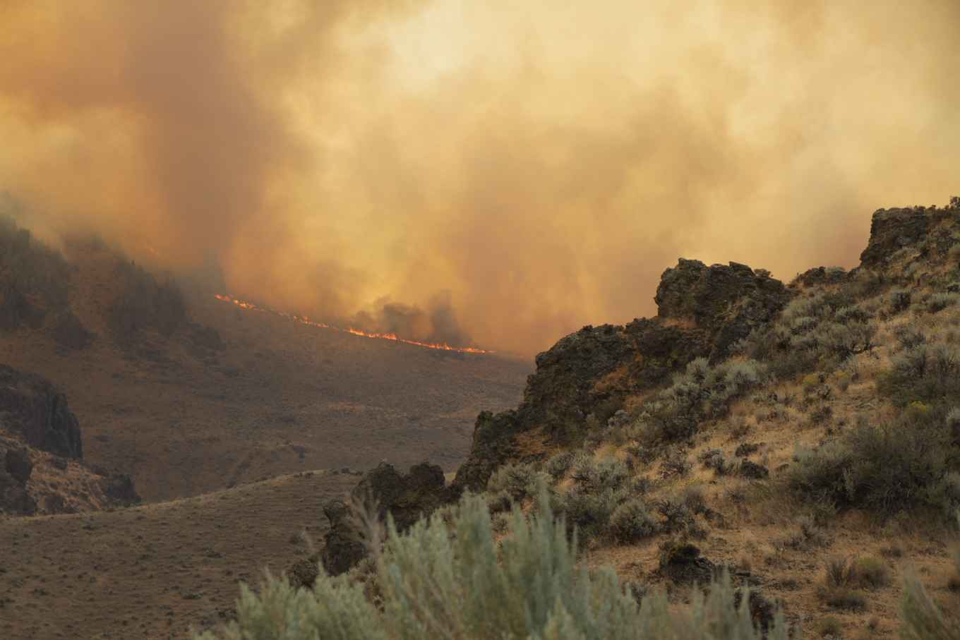 In 2015 werd bijna 80.000 hectare habitat van de waterhoen verwoest door een natuurbrand.