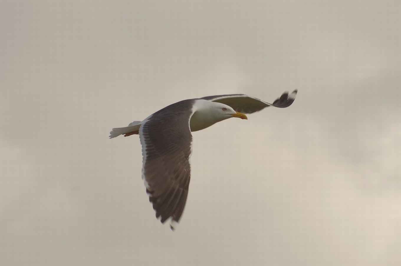 Lesser black-backed gull (Larus fuscus graellsii)