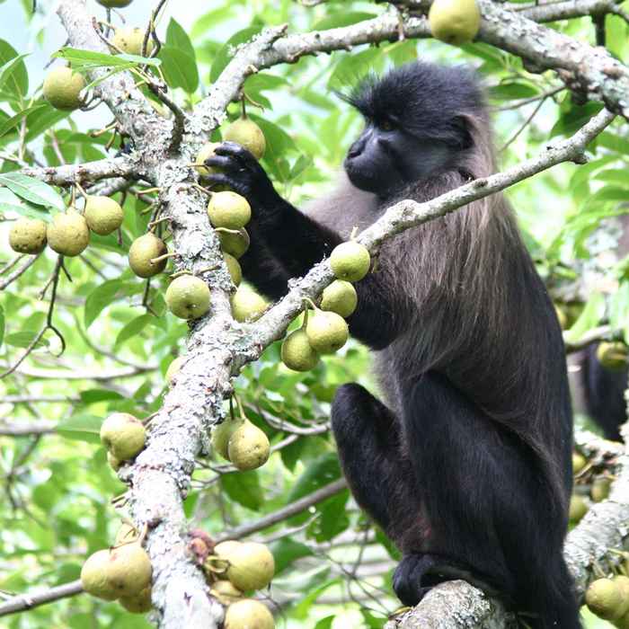 Picking fsansibarica