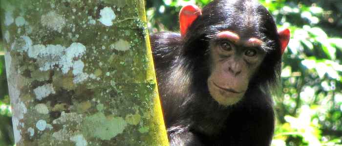 Chimpanzee in the Mahale Mountains National Park (photos: Adrienne Chitayat)