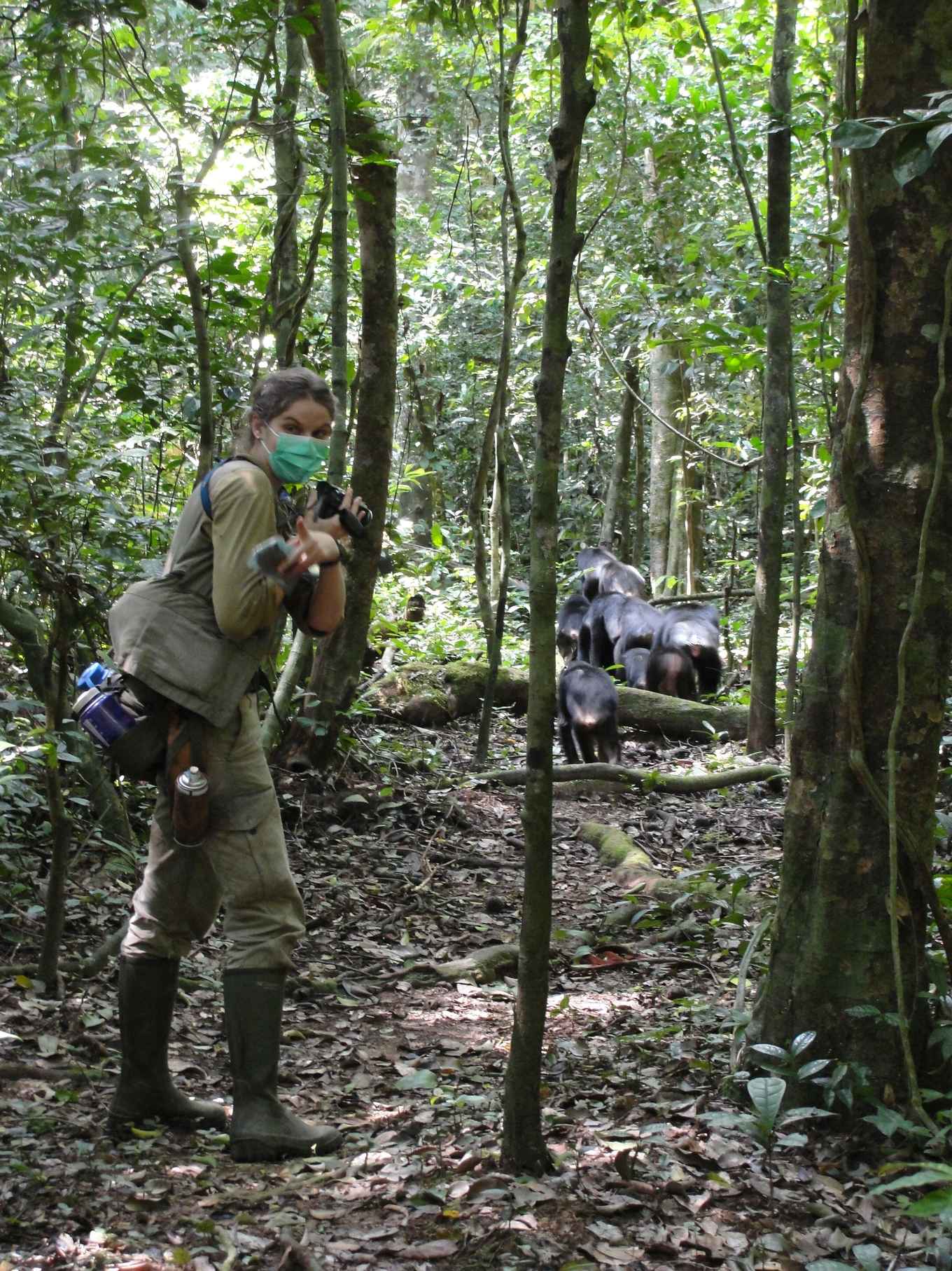 Karline Janmaat in the Tai forest searching for the target female, when the chimpanzee group was travelling on a research trail. Picture: Ammie Kalan.
