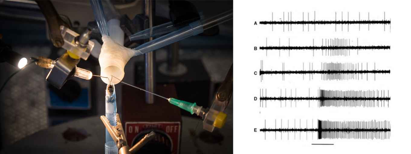 Recording detail spikes