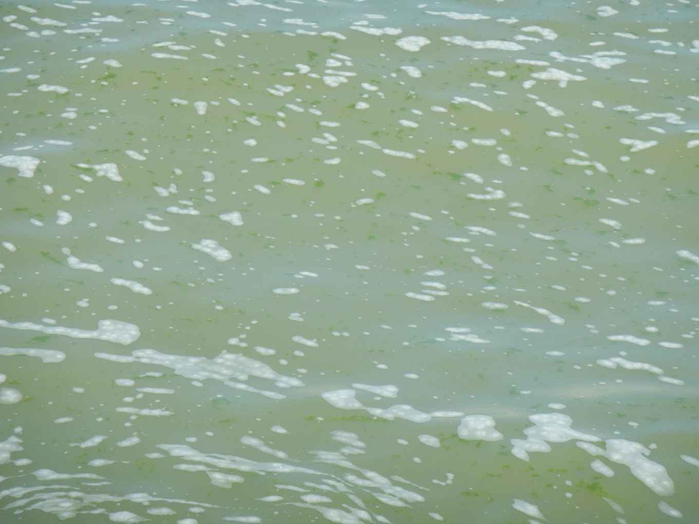 Lake Markermeer with living flakes consisting of suspended particles, bacteria and algae. Picture: Harm van der Geest.