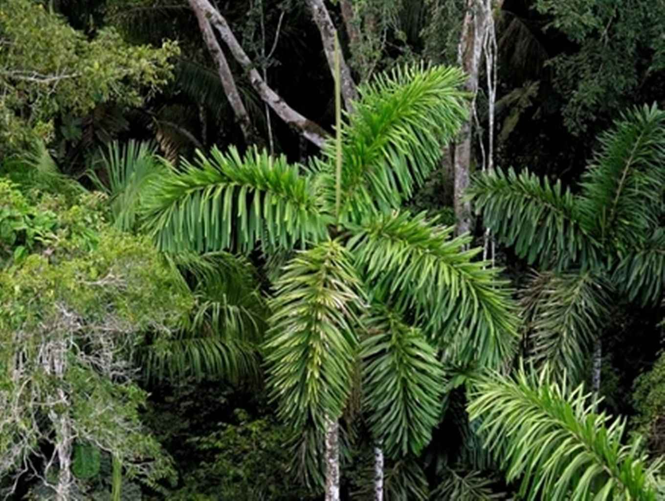 Cultivated palm