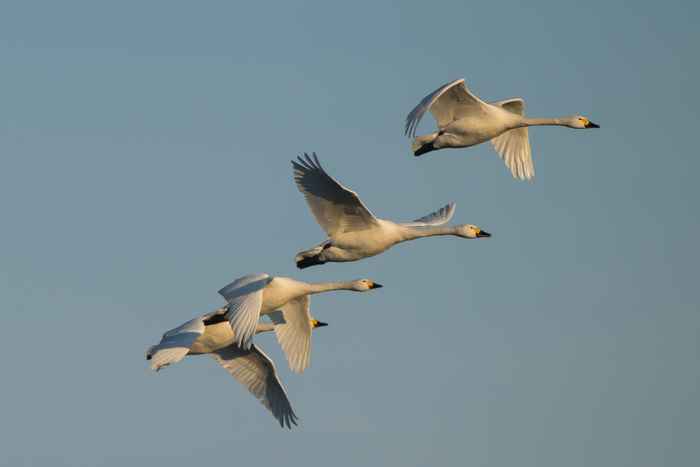 Migrating swans (photo: Hans-Joachim Augst)