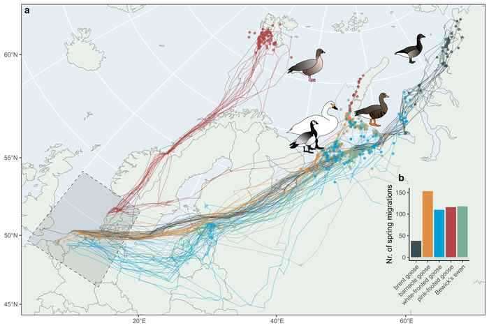 Spring migrations and transmitter data of five Arctic-breeding waterfowl species