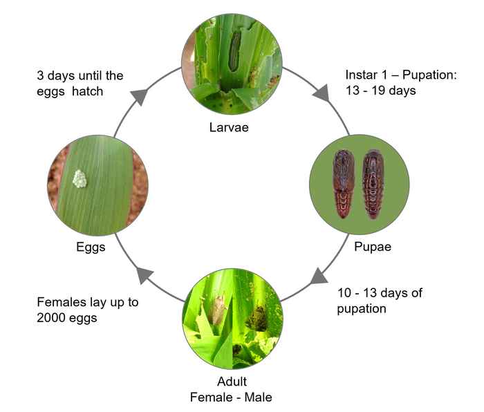 The life cycle of the fall armyworm