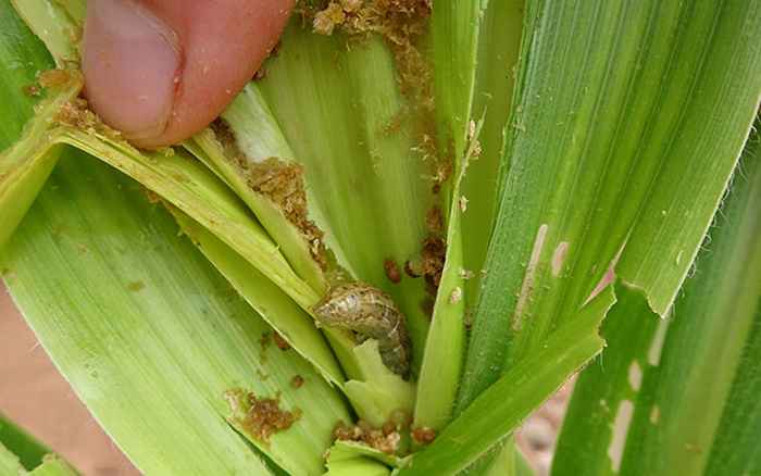 The fall armyworm