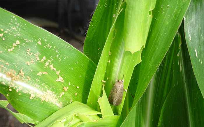 The fall armyworm moth (male)